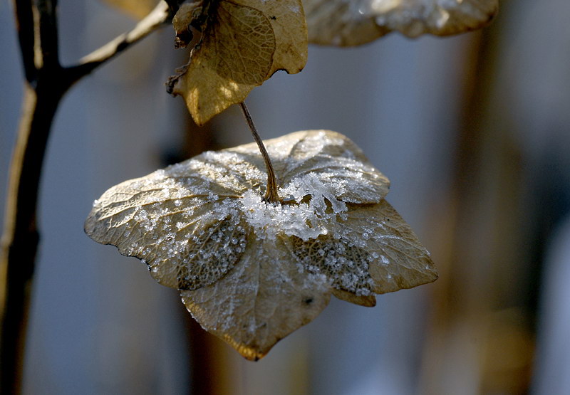 Winter BlattWinter _DDC8841 Kopie.jpg